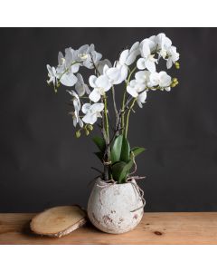 White Orchid In Stone Pot