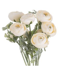 Soft Cream Ranunculus