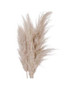 Cream Pampas grass