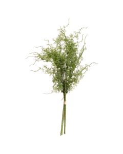 Asparagus Fern Bunch