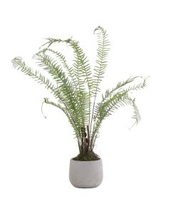 Boston Large Potted Fern