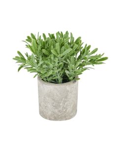 Buxus Plant In Stone Effect Pot