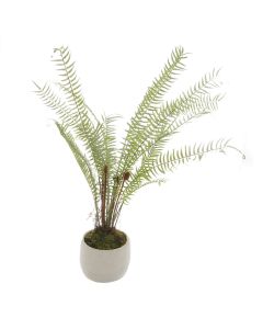 White Potted Boston Fern