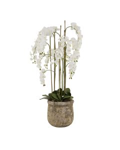 Large White Orchid In Antique Stone Pot