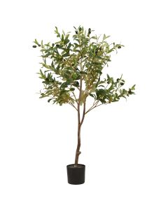 Calabria Small Olive Tree