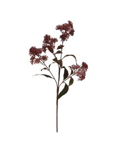 Medium Burgundy Smokebush Stem