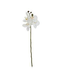 White Butterfly Orchid Stem