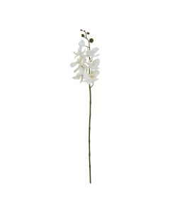 Large White Butterfly Orchid Stem