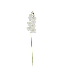 Tall White Butterfly Orchid Stem