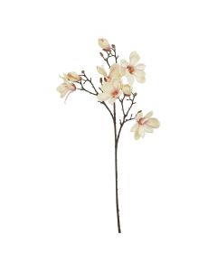 The Natural Garden Collection Pale Apricot Magnolia Stem