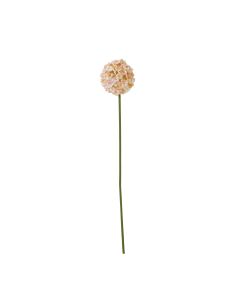 The Natural Garden Collection White & Apricot Allium