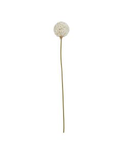 The Natural Garden Collection White Allium