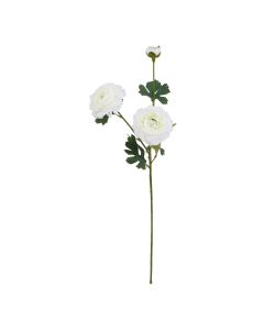 The Natural Garden Collection White Ranunculus