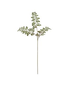 The Natural Garden Collection Maidenhair Fern Stem