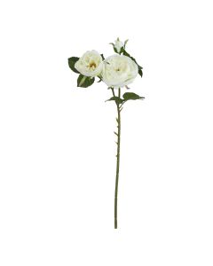 The Natural Garden Collection White Charity Rose