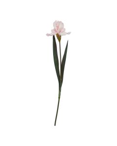 The Natural Garden Collection Pale Pink Fringed Iris