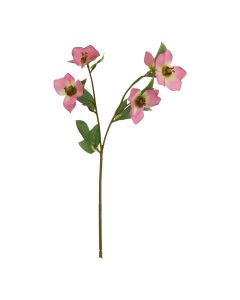 The Natural Garden Collection Pink Varigated Hellibore