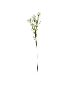 The Natural Garden Collection White Waxflower