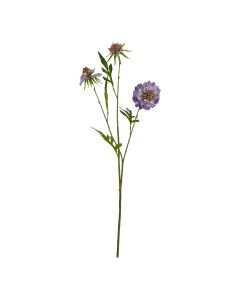 The Natural Garden Collection Purple Scabious Stem