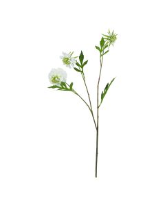 The Natural Garden Collection White Scabious Stem