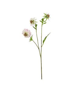 The Natural Garden Collection Pale Pink Scabious Stem