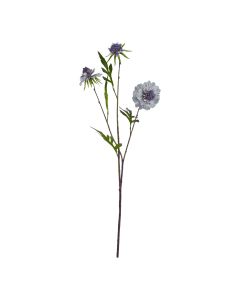 Pale Blue Scabious Stem