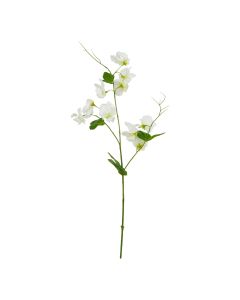 The Natural Garden Collection White Sweetpea Stem