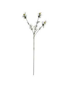 The Natural Garden Collection White Nigella Love In A Mist