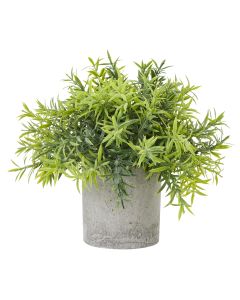 Small Bamboo Plant In Grey Pot