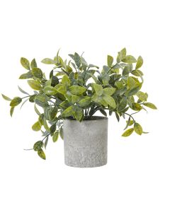 Small Box Plant In Grey Pot