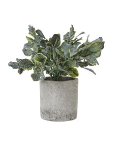 Small Giana Eucalyptus Plant In Grey Pot