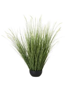 Large Onion Grass Plant In Pot