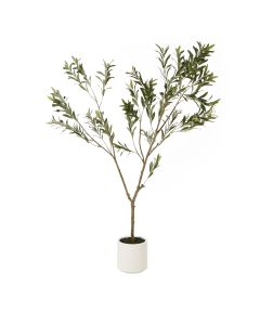 Apulia Olive Tree In White Pot 180Cm