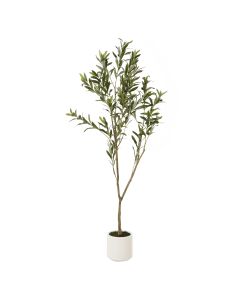 Apulia Olive Tree In White Pot 150Cm