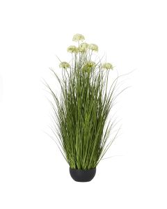 White Allium Plant In Pot