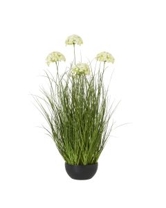 Large White Allium Plant In Pot