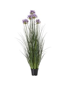 Large Purple Agapanthus Plant In Pot