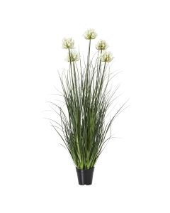 Large White Agapanthus Plant In Pot