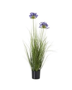 Blue Agapanthus Plant In Pot