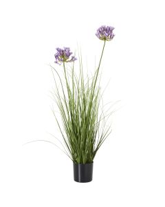 Purple Agapanthus Plant In Pot