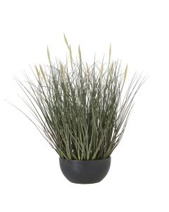 Fountain Grass Plant In Pot