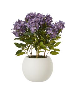 Medium Purple Hydrangea Plant In Pot