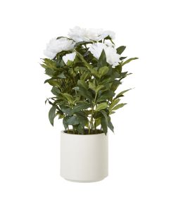 Large White Peony Plant In Pot