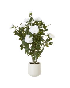 Extra Large White Peony Bush In Pot