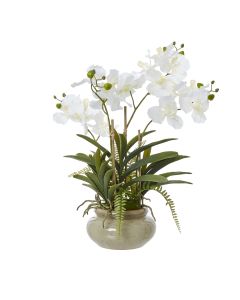 White Vanda Orchid Plant In Ceramic Pot