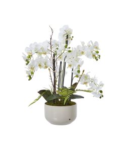 Large White Orchid In Ceramic Pot