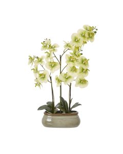 Large Green Orchid In Ceramic Pot