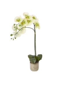 Medium Green Orchid In Ceramic Pot