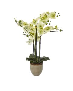 Extra Large Green Orchid In Ceramic Pot