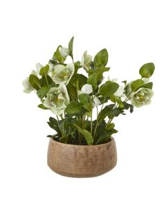 Green Hellebore Plant In Taupe Pot